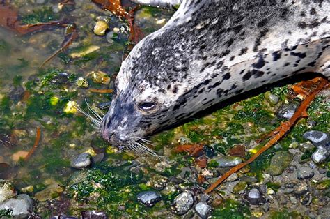 Buzzs Marine Life Of Puget Sound Harbor Seal Pupping
