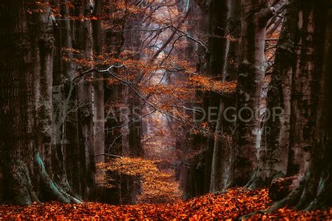 Lars Van De Goor Photography Art In Love With Fall
