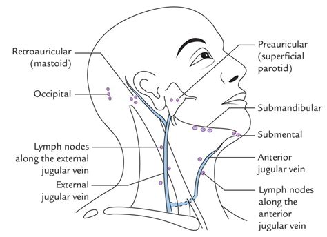 Lymphatic System Lymph Nodes Diagram