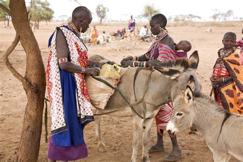 Chinas Demand For Africas Donkeys Is Rising Why Its Time To Control