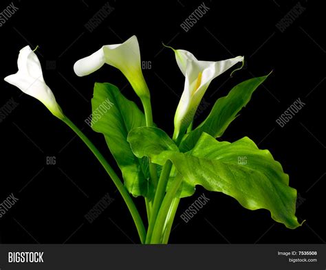 Calla Lilies Image And Photo Free Trial Bigstock