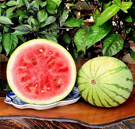 Watermelons White Tiger Watermelon