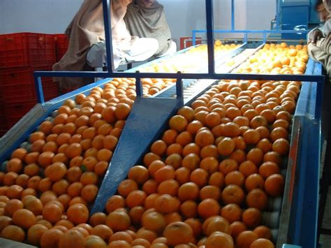 Kinnow Citrus Fruitspakistan Price Supplier 21food