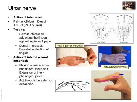 Ulnar Nerve Motor Exam