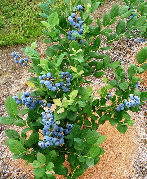 Blueberry Blue Crop