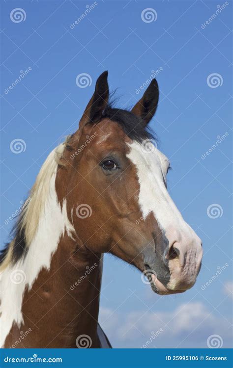 Paint Horse Head Stock Photo Image Of Farm Brown Equine 25995106