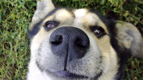 Dog Science Why Do Dogs Have Such A Good Sense Of Smell