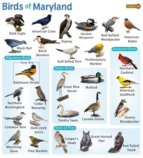 List Of Common Birds Found In Maryland Facts With Pictures