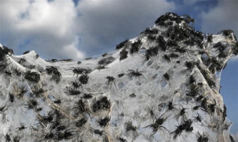 Australia Where Spiders Rain Down From The Sky Video Report World