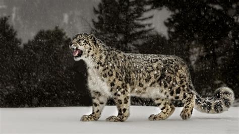 Top Hình Nền động Vật Báo Tuyết Snow Leopard 4k Ultra Full Hd