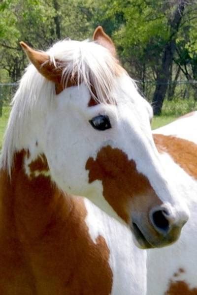american paint horse gallop  discover