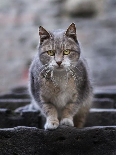 2019 Stray Cat Photographer New Photo Cute Street Cat