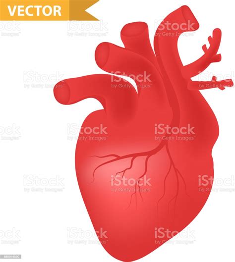 Human Heart Icon Realistic 3d Style Internal Organs Symbol Anatomy