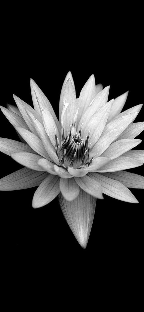 Dark Flower Black Background Iphone X Wallpapers Free Download