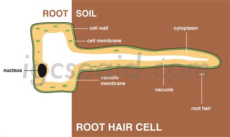 Root Hair Cell Structure