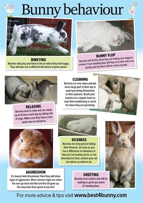 Rabbit Care Advice Best 4 Bunny Pet Bunny Rabbits Pet Rabbit Care