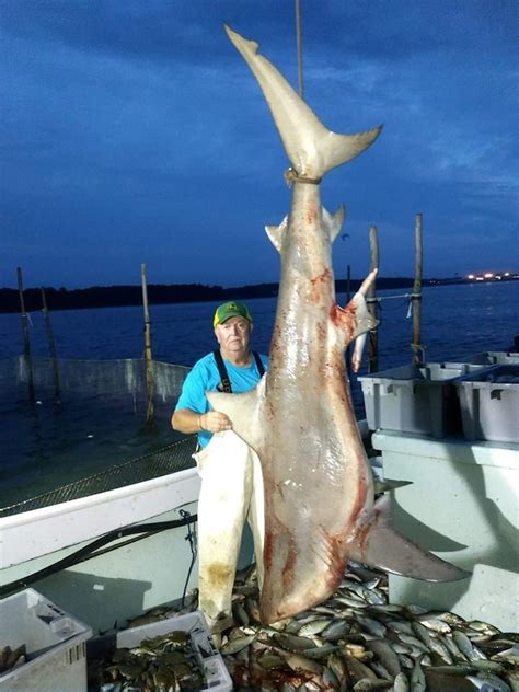 Huge Bull Shark Caught In The Chesapeake Bay Ocean City Md Fishing