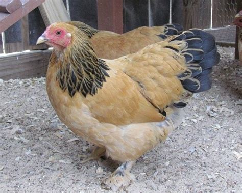 Buff Brahma Chickens Brown Egg Laying Chicks Cackle Hatchery