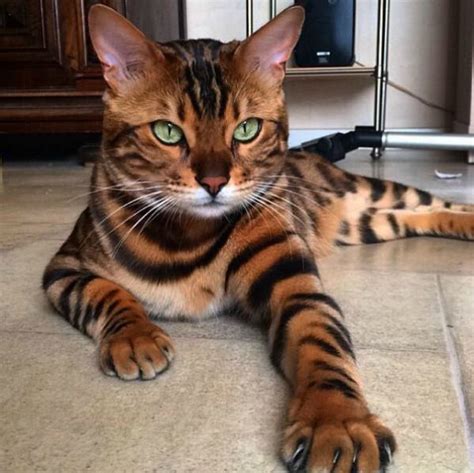Bengal Cat Looks Like A Mini Tiger And Has The Internet Saying ‘me Wow