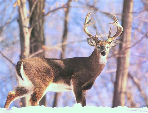 🔥 50 Free Whitetail Deer Pictures Wallpaper Wallpapersafari