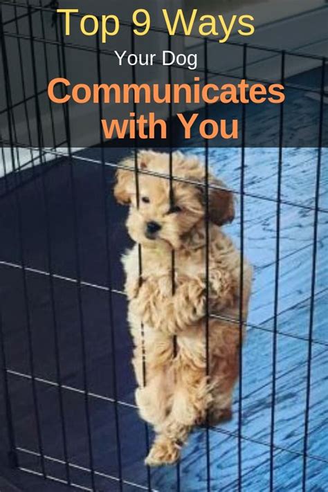 A Dog In A Cage With The Words Top 9 Ways Your Dog Communicates With You