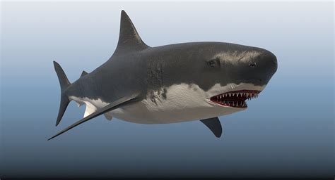 Shark Sea 3d Model Cgtrader