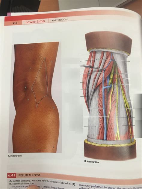 Popliteal Fossa Surface Anatomy Diagram Quizlet