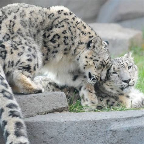 Shame They Are Locked Upi Soooo Love Them Snow Leopard Animals