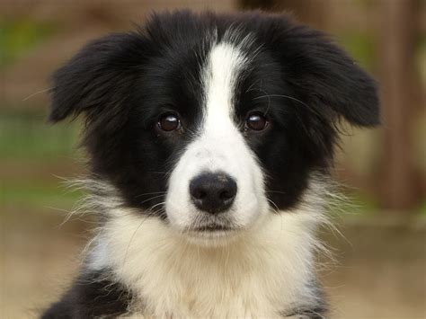 Daisy Border Collie Puppy 2 Week Residential Dog Training At Adolescent Dogs Youtube