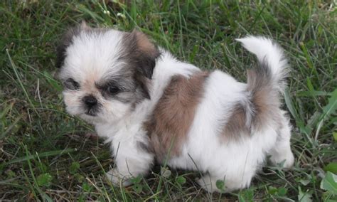 Shih Tzu Dogs Breeders Reviews And Pictures