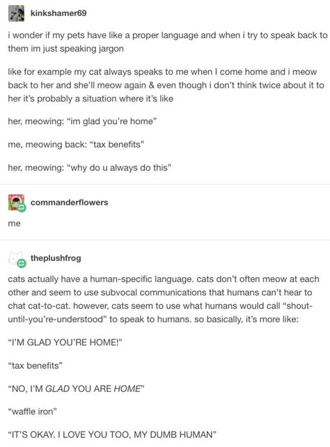 31 tumblr posts you ll love if you re a proud unabashed cat person tears in eyes tumblr
