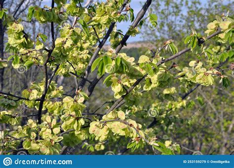 Elm Grows In Nature Stock Image Image Of Branch Growth 253159279