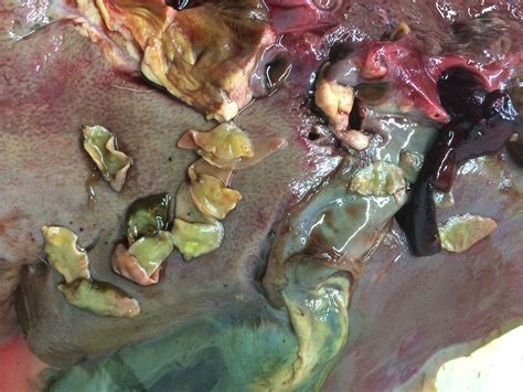 Japonicum schistosomiasis includes various hepatic complications from inflammation and granulomatous reactions, and occasional embolic egg granulomas in. Liver Fluke | Diseases & Solutions | Farm Health First