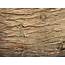 Free Photo Rough Wood Texture  Aged Ridges Download
