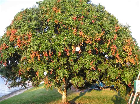 Meh Fruit Tree Of The Day Lychee