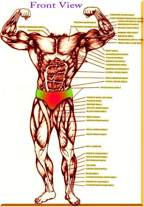 Download human muscle images and photos. Anatomy and physiology functional kinesiology anatomy diagram of the human body of all major ...