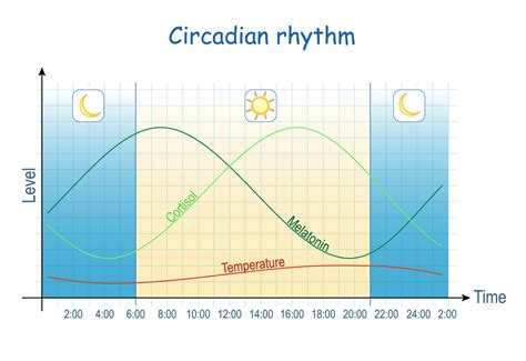Circadian Rhythm - shopgiejo.com