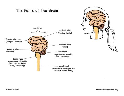 The nerve cells with their fibres make up the nervous system. Nervous System Function and Structures