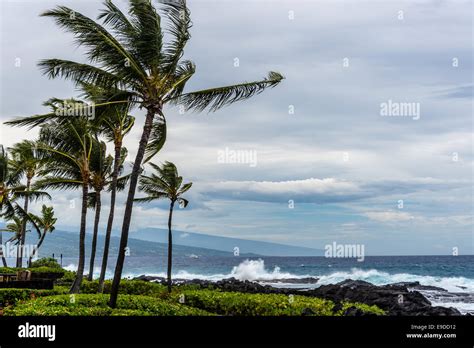 Palm Trees Storm Hawaii Hurricane Wind Ocean Blue Clouds Stormy