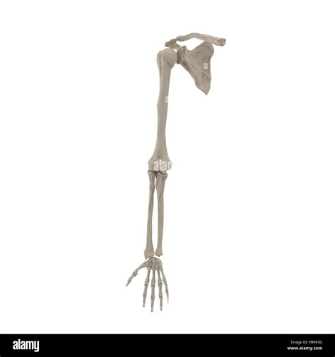 Human Arm Bones On White 3d Illustration Stock Photo Alamy