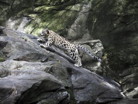 Snow Leopard Born In Bronx Zoo Makes Debut Today