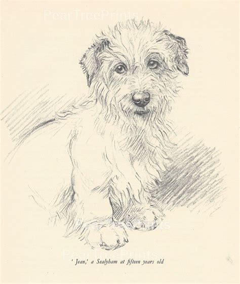 1938 Kf Barker Sealyham Terrier Original Vintage Print Etsy Canada