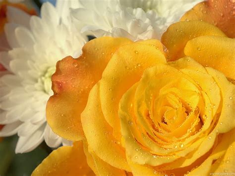 Mellow Yellow Pretty Rose Perennial Flower Yellow Hd Wallpaper