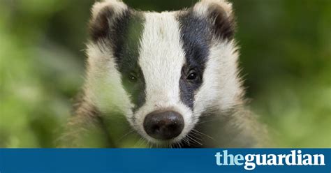 Badger Cull Could See Boom In Foxes Stoats And Weasels Environment