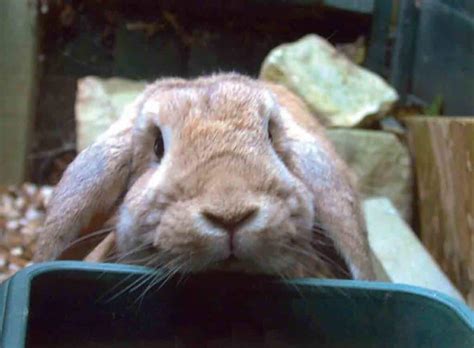 passive smoking in rabbits rabbit welfare association and fund rwaf