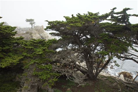 Lone Cypress Tree Monterey California Michael Herman Flickr