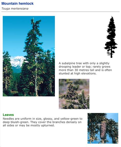 Vancouver Island Big Trees Identify Trees