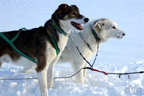 Dog Sledding Svalbard Worldwide Destination Photography And Insights