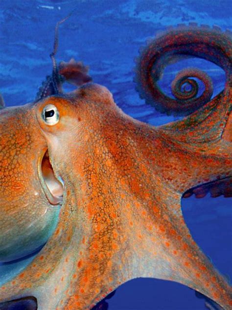 Smiling Octopus Bing Wallpaper Download