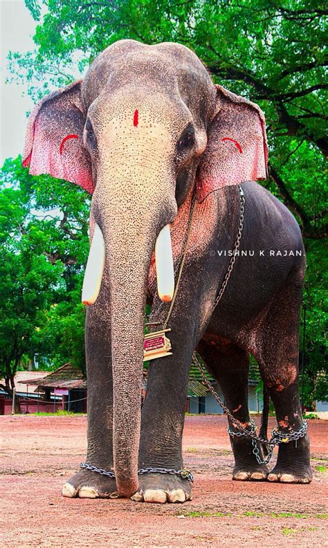 Kerala Elephant Painting